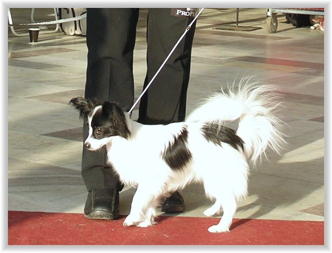NVP Olomouc 2008